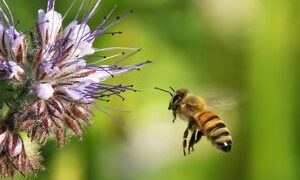 Bienenweide – Blühmischung