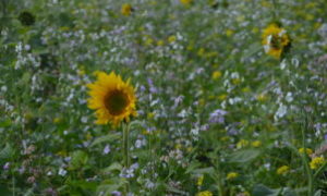 Top Quh 7 – Blühmischung