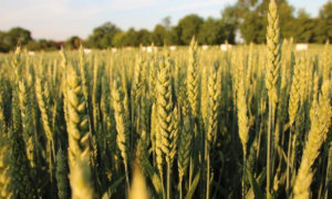 Winterweizen