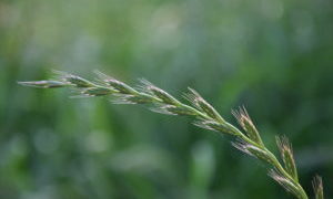 Deutsches Weidelgras