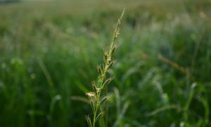 Einjähriges Weidelgras