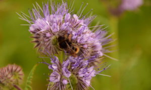 Phacelia